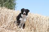 BORDER COLLIE 155